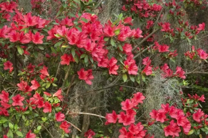 Framed Print : Charleston, South Carolina, USA. Azaleas in bloom in the spring Framed Print : Charleston, South Carolina, USA. Azaleas in bloom in the spring