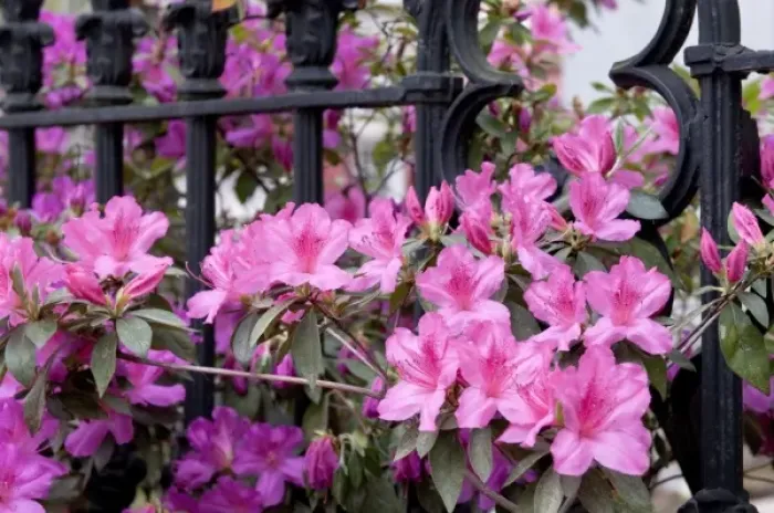 Framed Print : Charleston, South Carolina, USA. Azaleas along a fence in bloom Framed Print : Charleston, South Carolina, USA. Azaleas along a fence in bloom