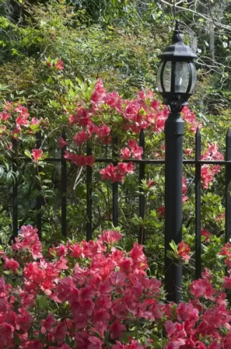 Framed Print : Charleston, South Carolina, USA. Azaleas in bloom along a fence in the spring