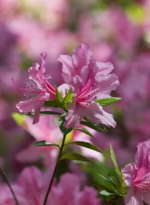 Framed Print : Charleston, South Carolina, USA. Azaleas in bloom in Charleston