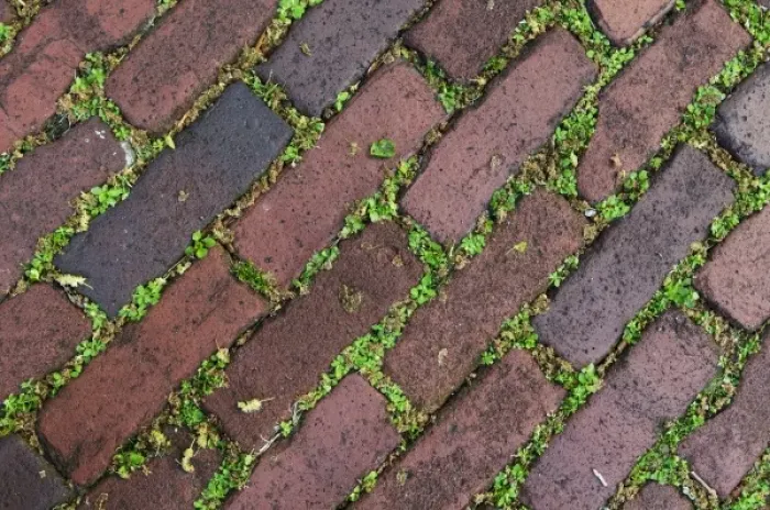 Framed Print : Charleston, South Carolina, USA. Moss grows between the bricks in historic Charleston