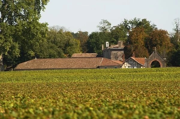 Chateau Bastor Lamontagne hidden by the vines and vineyard - Chateau Haut Bergeron