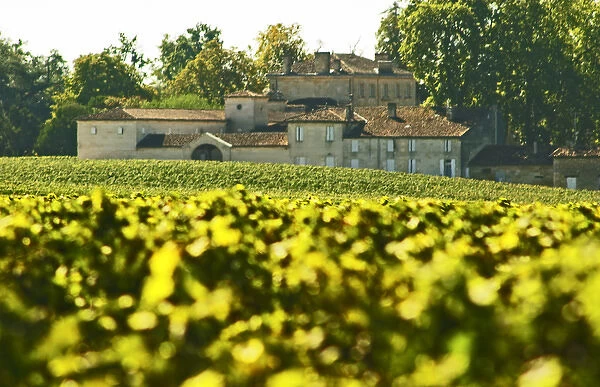 The back side of Chateau Figeac in Saint Emilion, Bordeaux with vineyard in the foreground