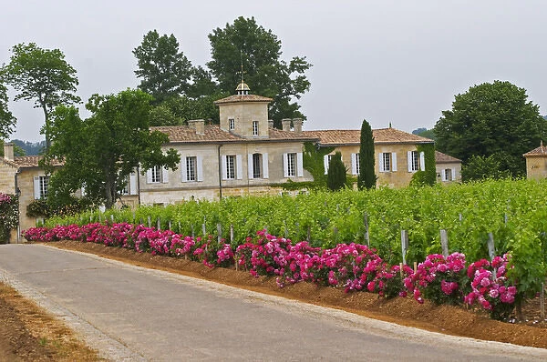 Chateau Gazin, its vineyard with a rose bush at the end of each row of vines