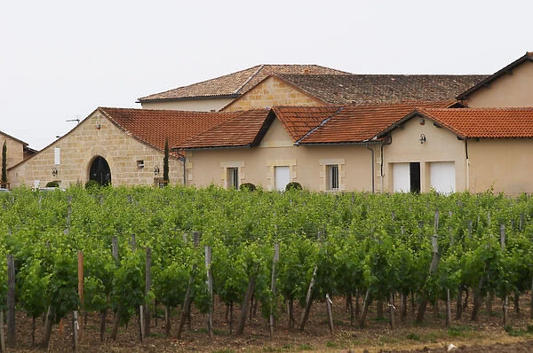 Chateau la Conseillante, in the foreground the vineyard Pomerol Bordeaux Gironde