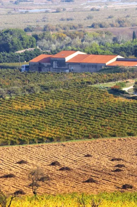 Framed Print : Chateau Mire l Etang. La Clape. Languedoc. Vines grubbed up for replanting. France Framed Print : Chateau Mire l Etang. La Clape. Languedoc. Vines grubbed up for replanting. France