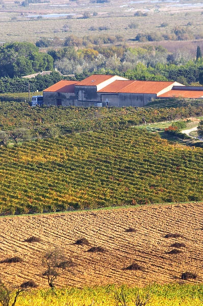 Chateau Mire l Etang. La Clape. Languedoc. Vines grubbed up for replanting. France
