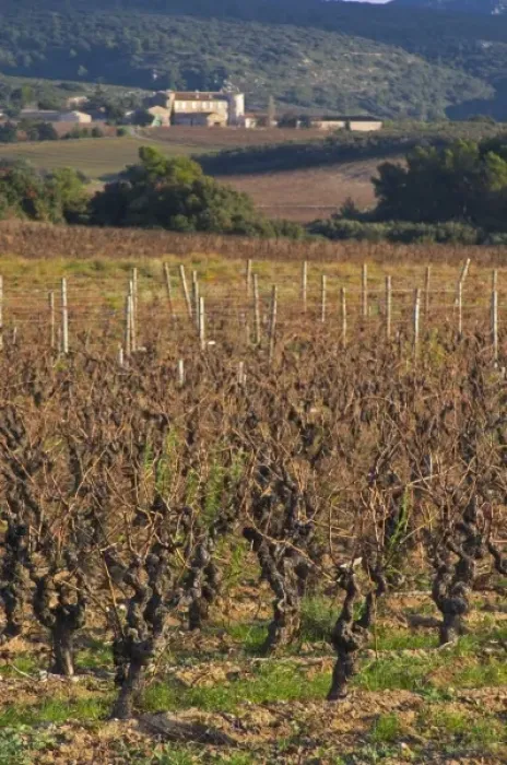 Framed Print : Chateau Villerambert-Julien near Caunes-Minervois. Minervois. Languedoc. Vines trained Framed Print : Chateau Villerambert-Julien near Caunes-Minervois. Minervois. Languedoc. Vines trained