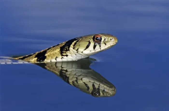 Framed Print : Checkered Garter Snake, Thamnophis marcianus marcianus, adult swimming, Willacy County Framed Print : Checkered Garter Snake, Thamnophis marcianus marcianus, adult swimming, Willacy County