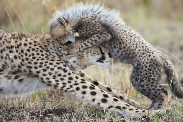 Cheetah (Acinonyx