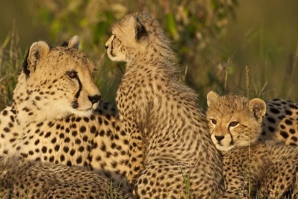 Cheetah, Acinonyx