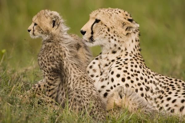 Cheetah, Acinonyx