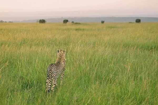 Cheetah (Acinonyx jubatus) in the grass, Masai Mara National Reserve, Kenya