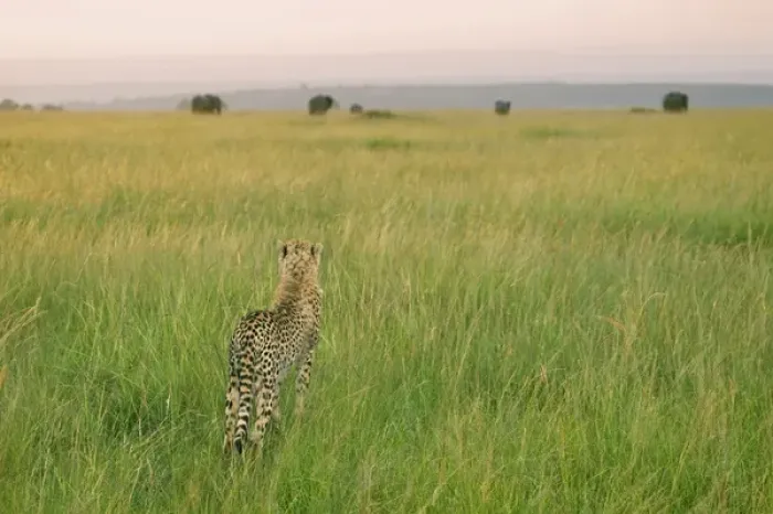 Framed Print : Cheetah (Acinonyx jubatus) in the grass, Masai Mara National Reserve, Kenya Framed Print : Cheetah (Acinonyx jubatus) in the grass, Masai Mara National Reserve, Kenya