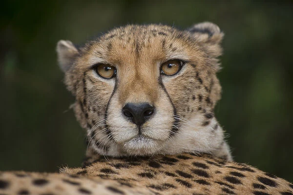 Cheetah (Acinonyx jubatus), Inkwenkwezi Private Game Reserve, Eastern Cape, SOUTH AFRICA