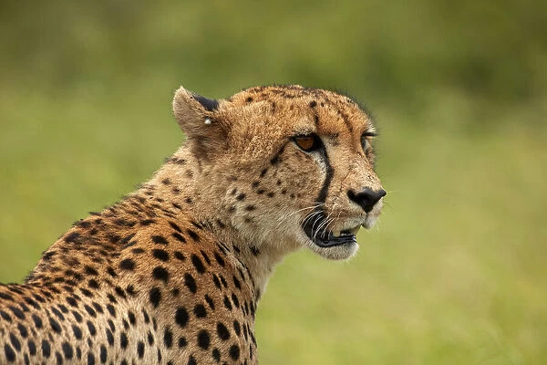 Cheetah (Acinonyx jubatus ), Kruger National Park, South Africa