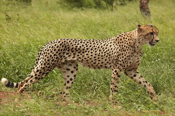 Cheetah (Acinonyx jubatus ), Kruger National Park, South Africa
