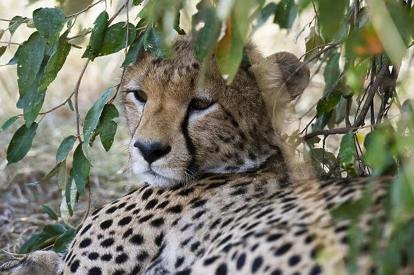 Cheetah (Acinonyx Jubatus), Masai Mara, Kenya