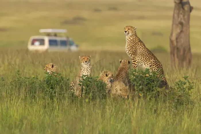 Framed Print : Cheetah (Acinonyx jubatus) with safari jeep in the grass, Masai Mara National Reserve