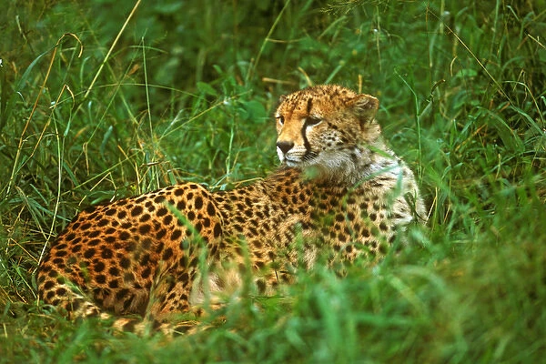 Cheetah (Acinonyx venator) Laying in Grass on the Serengeti