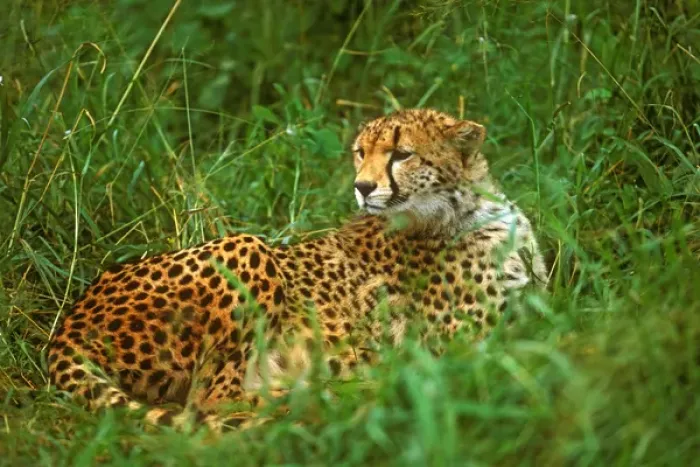 Framed Print : Cheetah (Acinonyx venator) Laying in Grass on the Serengeti Framed Print : Cheetah (Acinonyx venator) Laying in Grass on the Serengeti