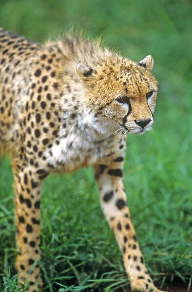 Cheetah (Acinonyx venator)Stalking on the Serengeti