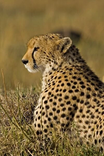 A Cheetah in the brush at the Msai Mara Kenya