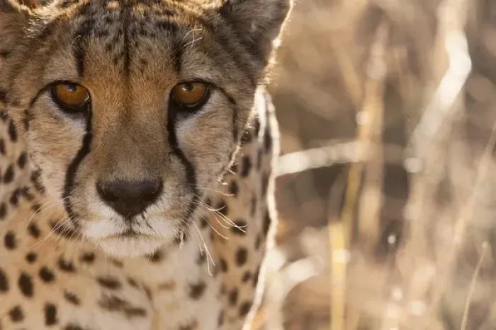 Framed Print : Cheetah Conservation Fund, Nambia. Africa. Off-center close-up of a cheetah