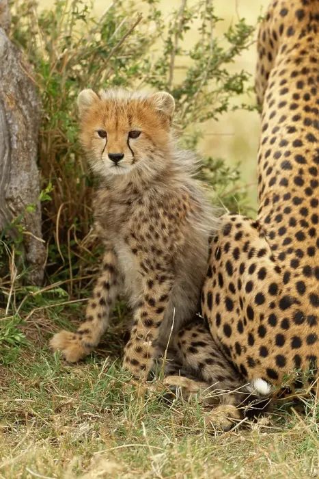 Framed Print : Cheetah cub, 4-5 mmonth old, Masai Mara Game Reserve, Kenya, East Africa