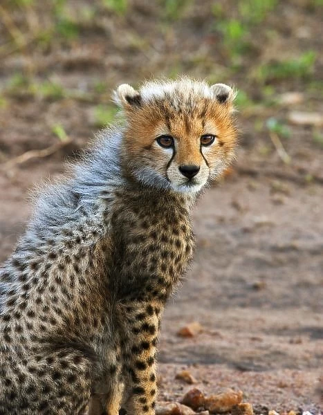 Cheetah Cub (Acinonyx