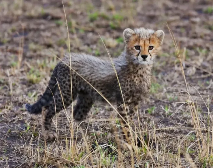 Framed Print : Cheetah Cub (Acinonyx Jubatus) as seen in the Masai Mara