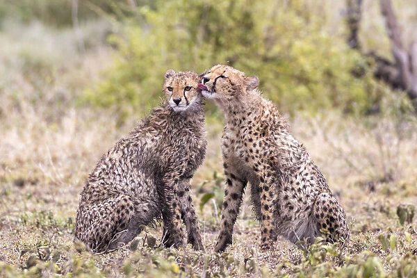 Cheetah cubs bonding. Serengeti National Park. Tanzania. Africa