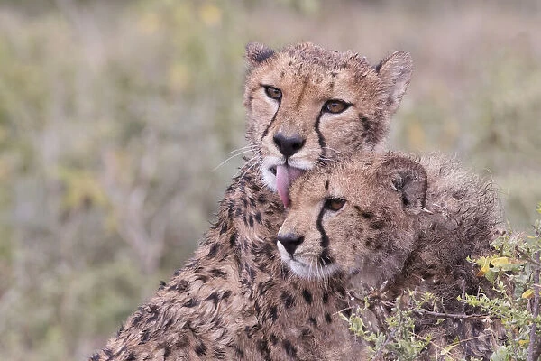 Cheetah cubs bonding, while waiting the call for dinner. Serengeti. Tanzania. Africa