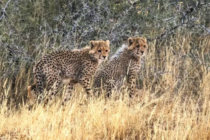 Framed Print : Cheetah cubs, Kgalagadi Transfrontier Park, South Africa Framed Print : Cheetah cubs, Kgalagadi Transfrontier Park, South Africa