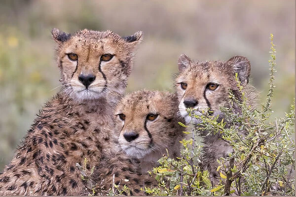 Cheetah cubs trying to hide behind bush. but too curious to stay in hiding. Serengeti