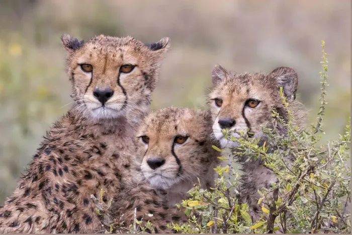 Framed Print : Cheetah cubs trying to hide behind bush. but too curious to stay in hiding. Serengeti Framed Print : Cheetah cubs trying to hide behind bush. but too curious to stay in hiding. Serengeti