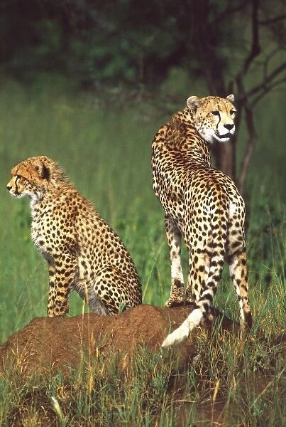 Cheetah with juvenile, Acinonyx jubatus, Tanzania Africa