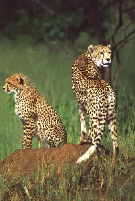 Framed Print : Cheetah with juvenile, Acinonyx jubatus, Tanzania Africa