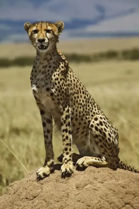 Framed Print : Cheetah resting, Acinonyx jubatus, Masai Mara, Kenya Framed Print : Cheetah resting, Acinonyx jubatus, Masai Mara, Kenya