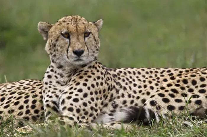 Framed Print : Cheetah resting, Masai Mara, Kenya, Africa