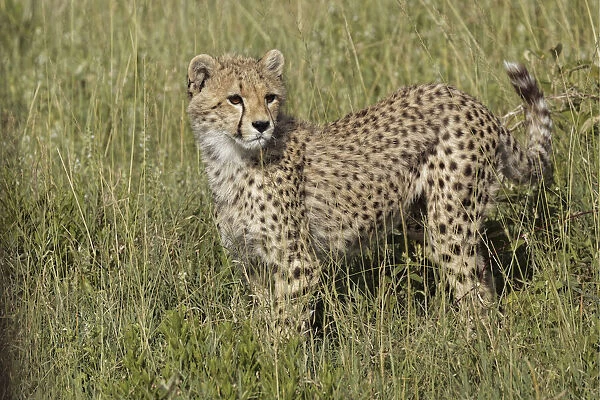 Cheetah, Serengeti National Park, Tanzania, Africa