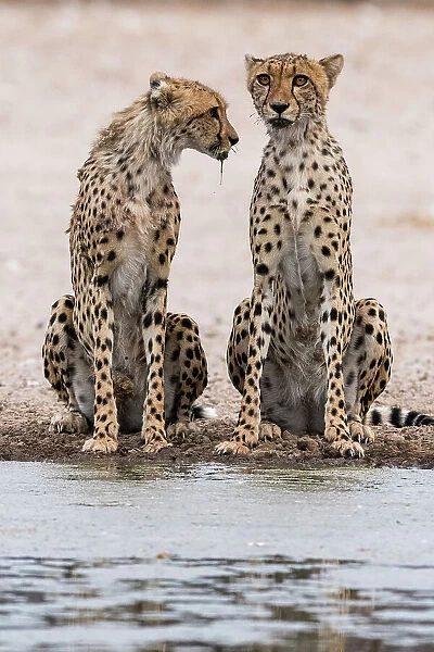 Two cheetahs, Acinonyx jubatus, at a waterhole. Kalahari, Botswana