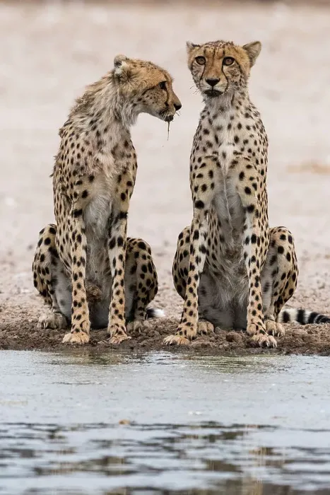 Framed Print : Two cheetahs, Acinonyx jubatus, at a waterhole. Kalahari, Botswana