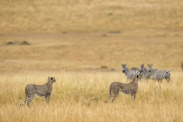 Cheetahs, Masai Mara, Kenya, Africa