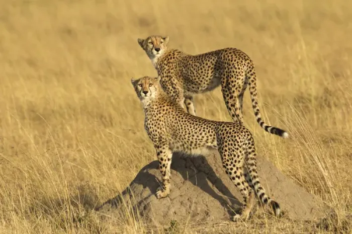 Framed Print : Cheetahs, Masai Mara, Kenya, Africa