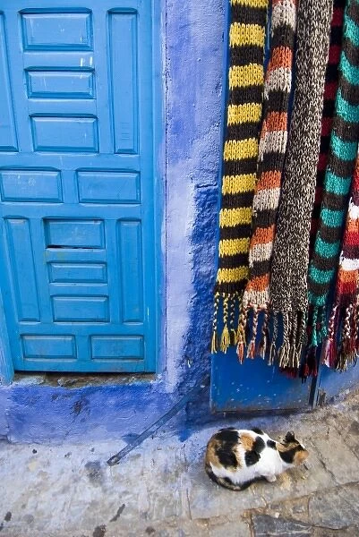 Chefchaouen Morocco calico cat against a blue door and hanging woolen scarves in