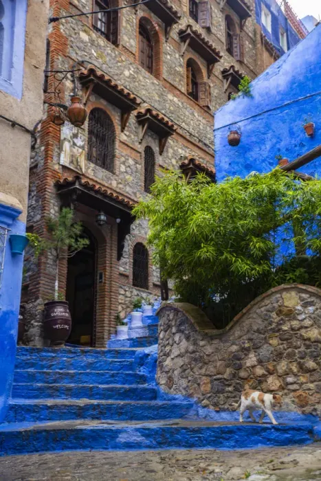 Framed Print : Chefchaouen, Morocco, cat, blue steps, medina