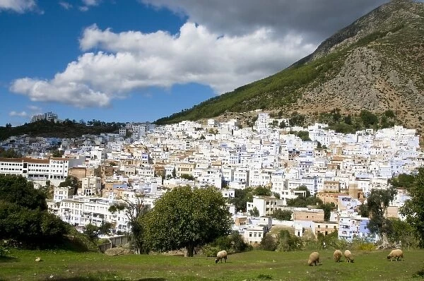 Chefchaouen Morocco panorama with sheep in the foreground