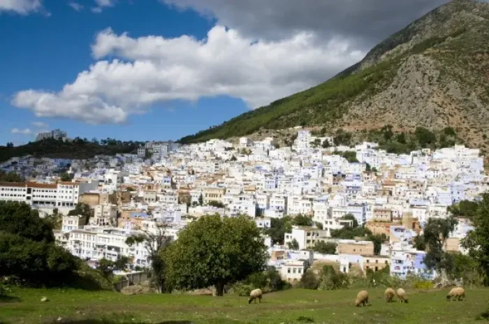 Framed Print : Chefchaouen Morocco panorama with sheep in the foreground Framed Print : Chefchaouen Morocco panorama with sheep in the foreground