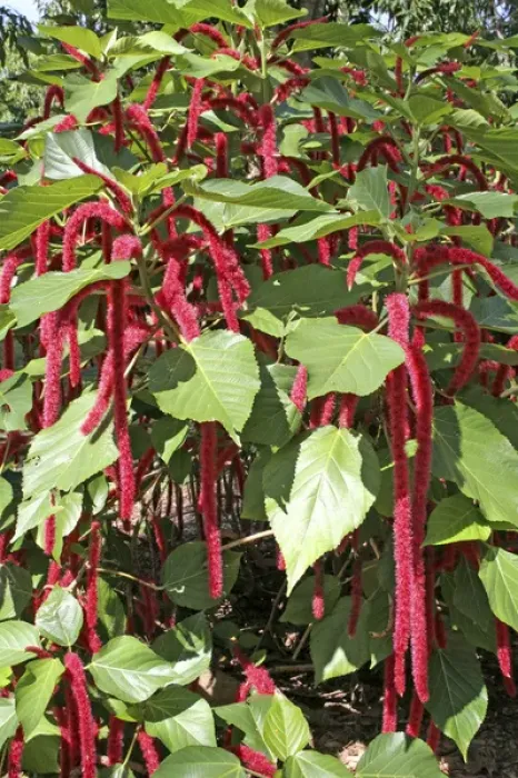 Framed Print : Chenille plant Acalypha Miami Florida Framed Print : Chenille plant Acalypha Miami Florida